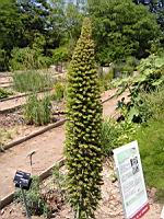 Echium Wildpretti (fam Boraginacees) (Canaries) (02) (Photo F. Mrugala)